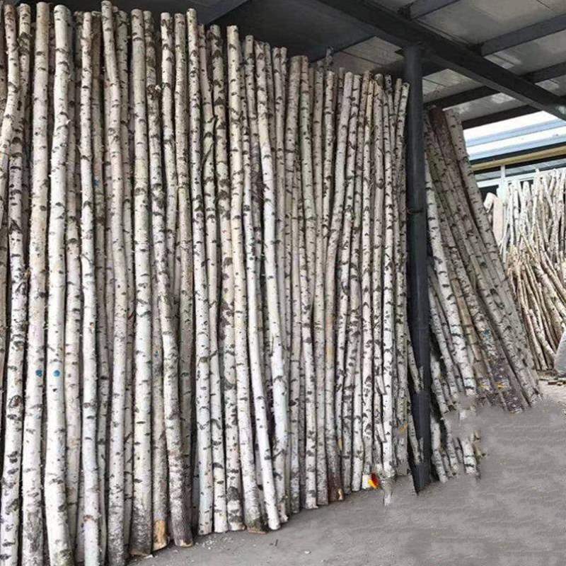 天然白桦树装饰树杆白桦树干桦木原木段树枝树杈枯树婚庆橱窗隔断