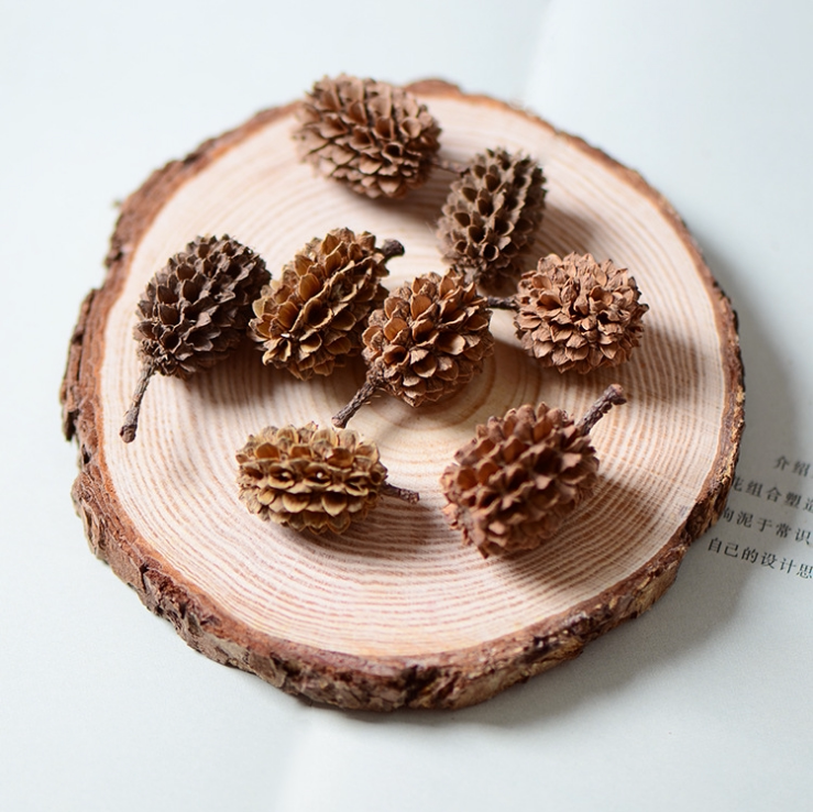 小松果马毛树马尾松天然木麻黄果实干果工艺摆件道具拍照造景材料