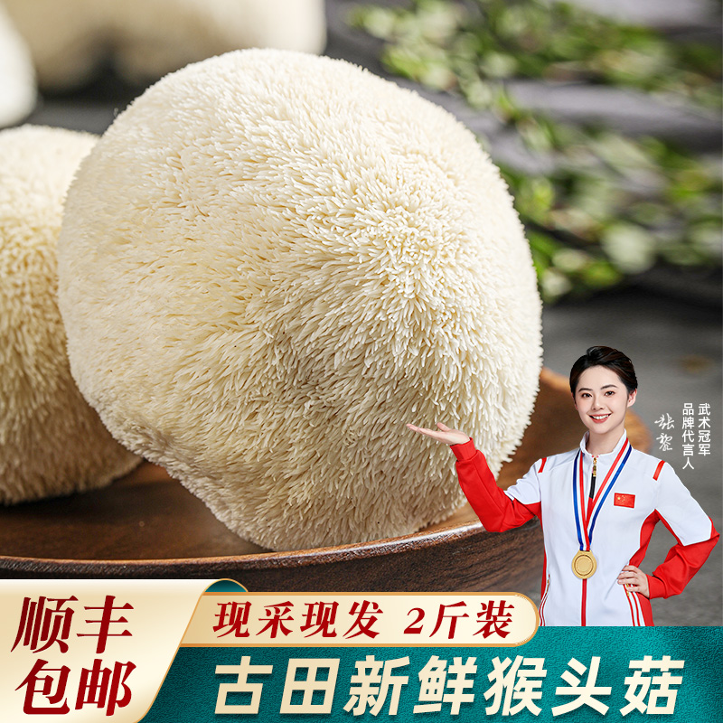 新鲜猴头菇古田特产猴头菌食用菌猴头菌菇猴菇蘑菇1000g煲汤食材