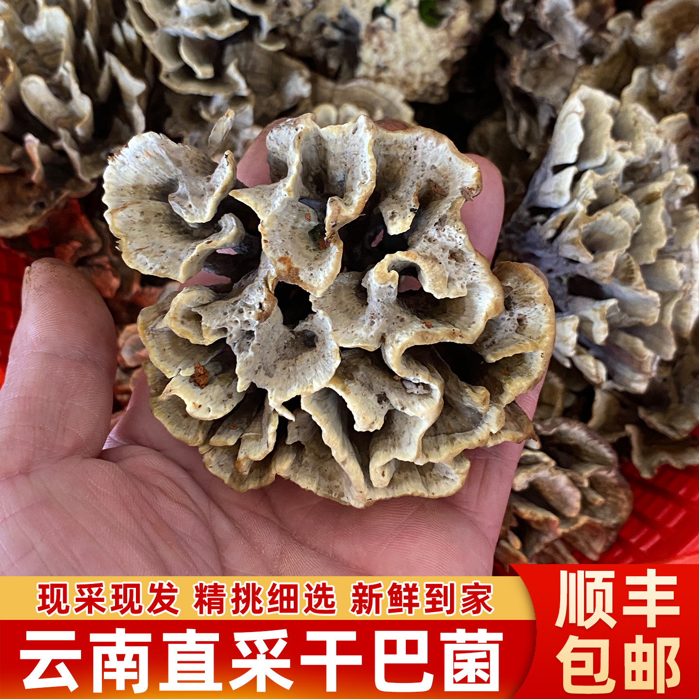 云南野生新鲜干巴菌500g菌菇炒饭