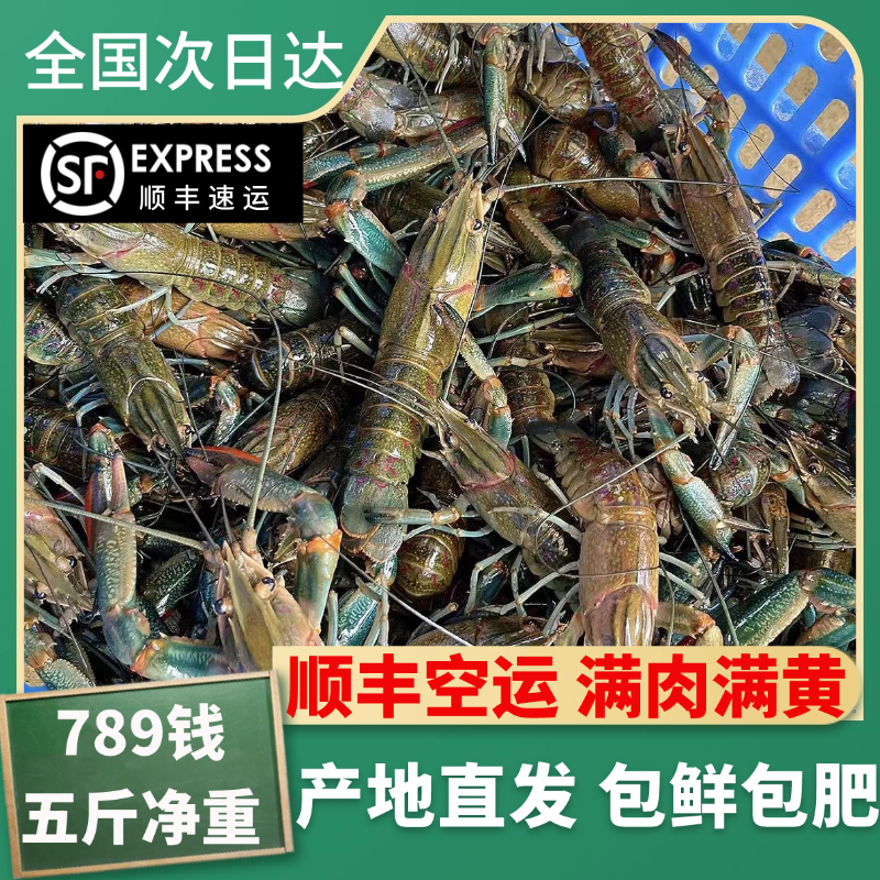 澳洲淡水蓝龙虾鲜活小龙虾789钱特大虾5斤顺丰空运（钳小肉多）