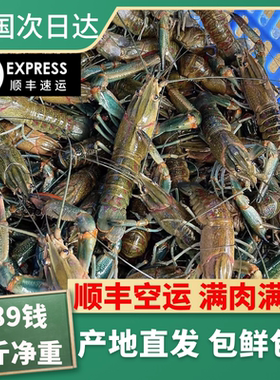 澳洲淡水蓝龙虾鲜活小龙虾789钱特大虾5斤顺丰空运（钳小肉多）