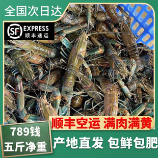 澳洲淡水蓝龙虾鲜活小龙虾789钱特大虾5斤顺丰空运（钳小肉多）