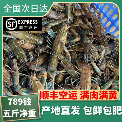 澳洲淡水蓝龙虾鲜活小龙虾789钱特大虾5斤顺丰空运（钳小肉多）