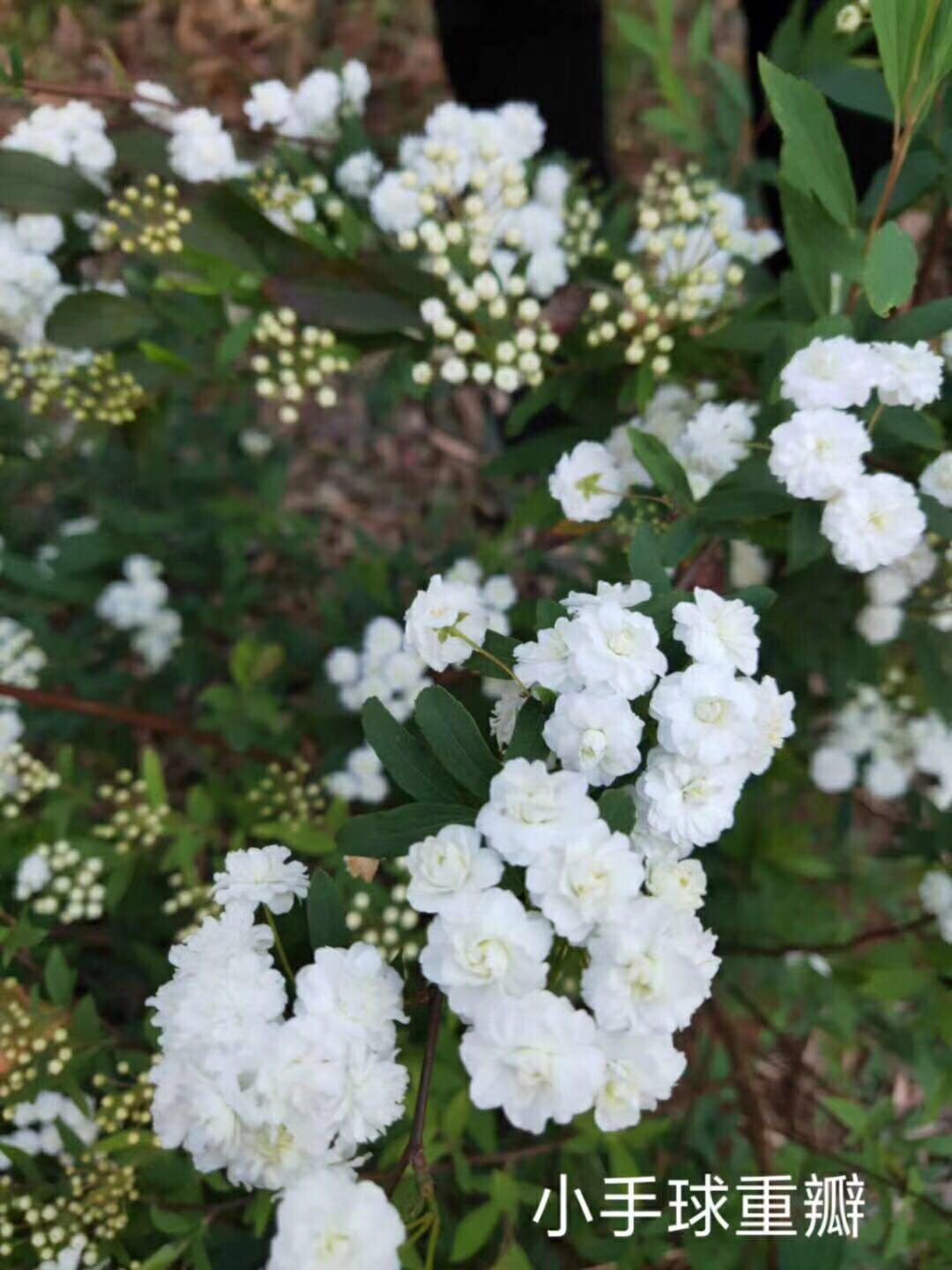 重瓣小手菊1加仑特价
