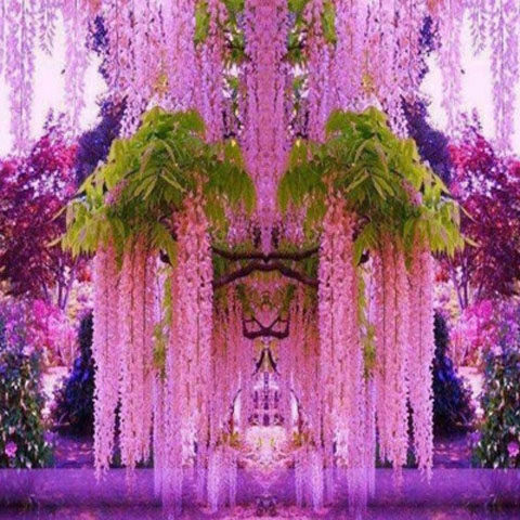 紫藤花树苗爬攀庭院围墙四