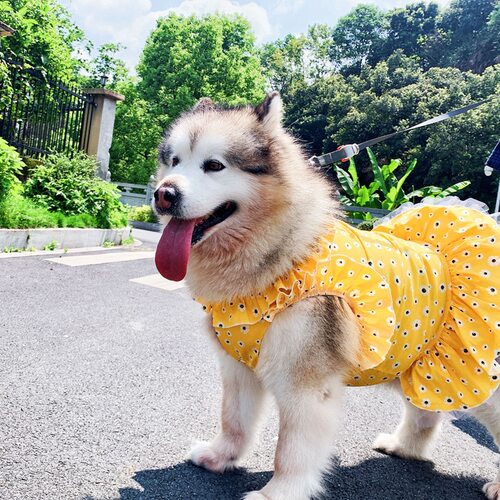 金毛阿拉斯加比熊小雏菊猫咪