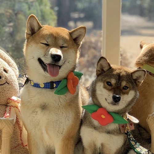 领结配装饰项圈生日聚会拍照