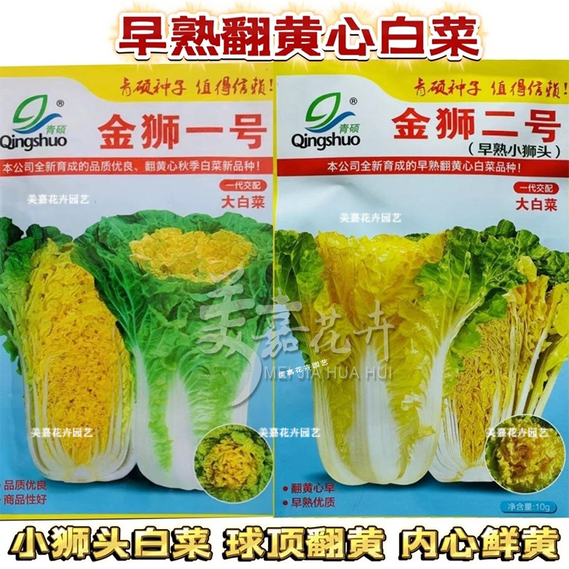 金狮一号二号小狮头白菜种子早熟中狮头黄心白菜种籽秋黄心菜种子