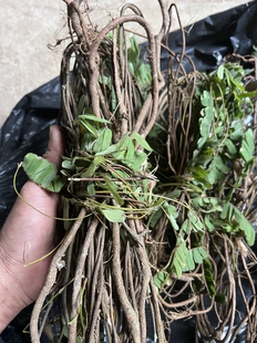 鸡骨草广西野生老藤鸡骨草茶叶整株新鲜干货泡茶中药材大黄草无硫