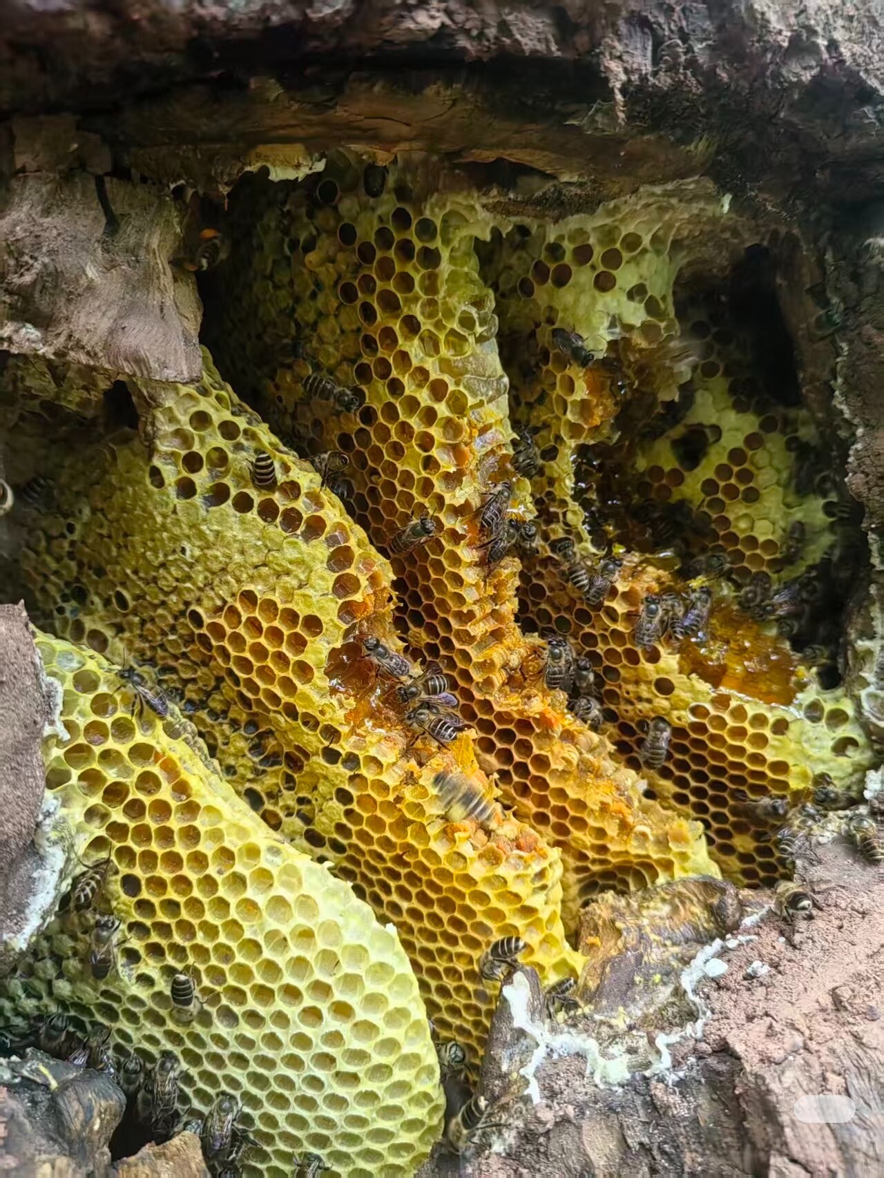 广西土洞挖野生土蜂蜜纯天然百花蜜深山石头缝蜂蜜巢蜜
