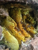 广西土洞挖野生土蜂蜜纯天然百花蜜深山石头缝蜂蜜巢蜜