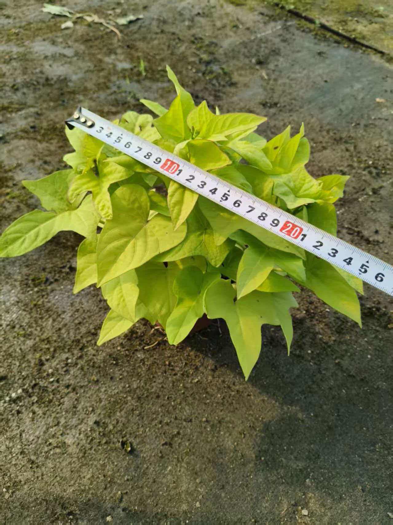 金叶地瓜叶种苗 耐晒垂吊盆栽蔬菜 可食用观赏番薯苗四季好活