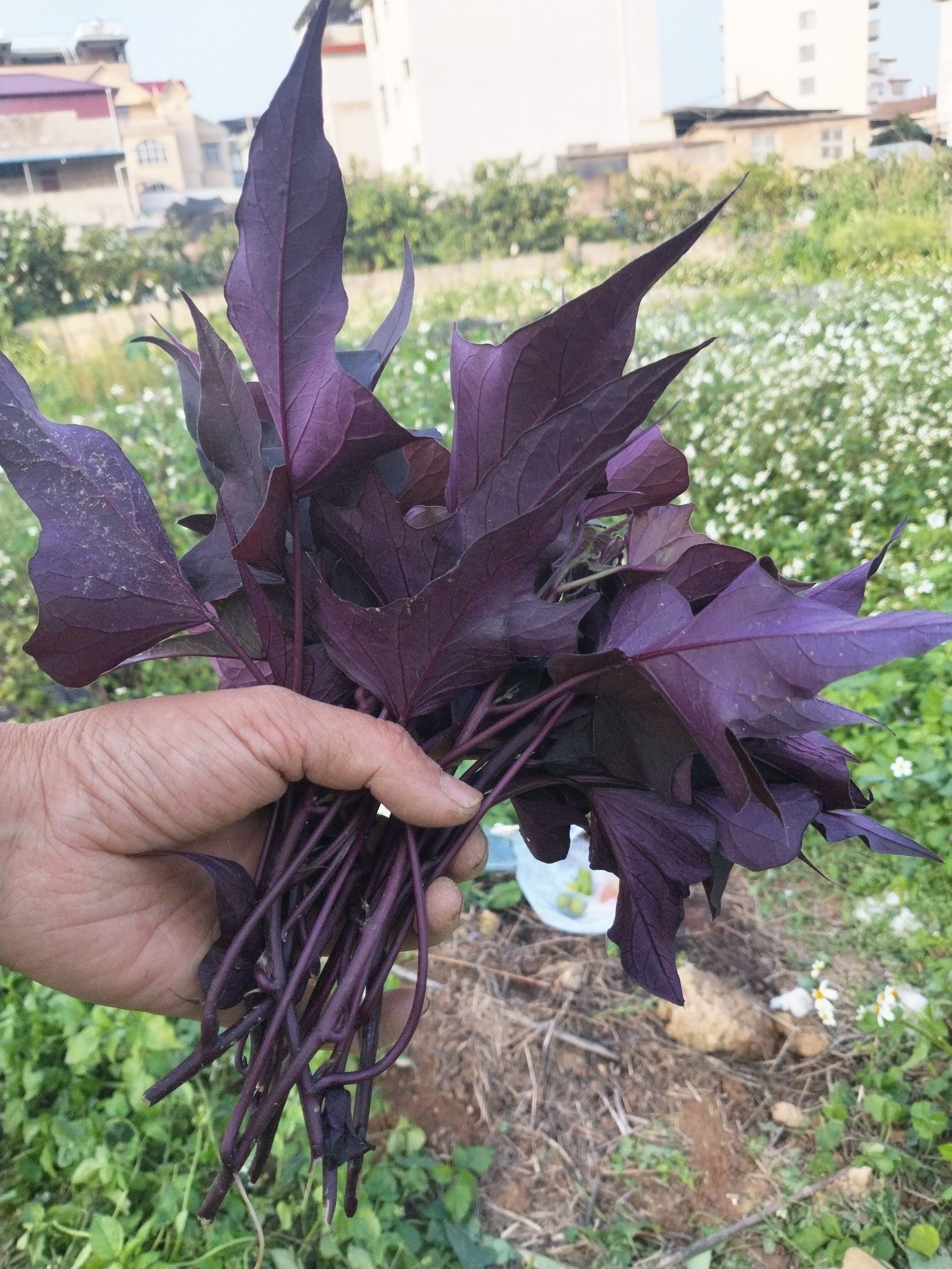 紫色番薯叶地瓜叶紫薯苗盆栽阳台庭院种植食用药用紫薯叶红薯秧苗