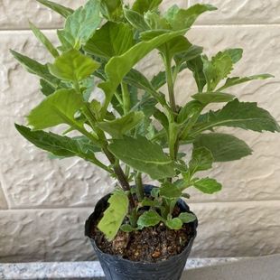 四季正宗片仔癀草苗白凤菜苗盆栽鲜叶绿植可食用清凉解毒蔬菜植物