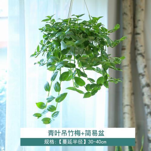 青叶吊竹梅阳台绿植盆栽庭院别墅爬藤吊兰紫露草鸭跖草办公室前台