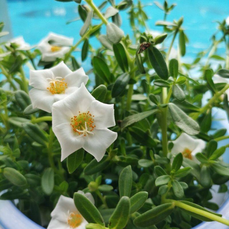 绿杆白花马齿苋新鲜现挖天然食用长寿菜蔬菜马蜂菜药用凉拌菜苗