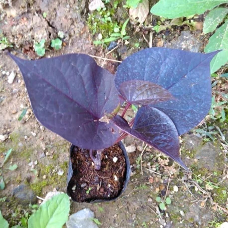 紫色红薯叶紫叶地瓜食叶型农家蔬菜种苗做观赏盆栽紫色专吃叶地瓜