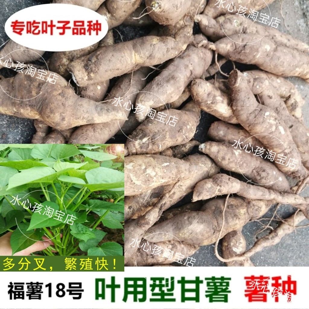 叶菜用甘薯薯种福薯18号专吃叶子红薯种地瓜番薯种苗育苗用种薯