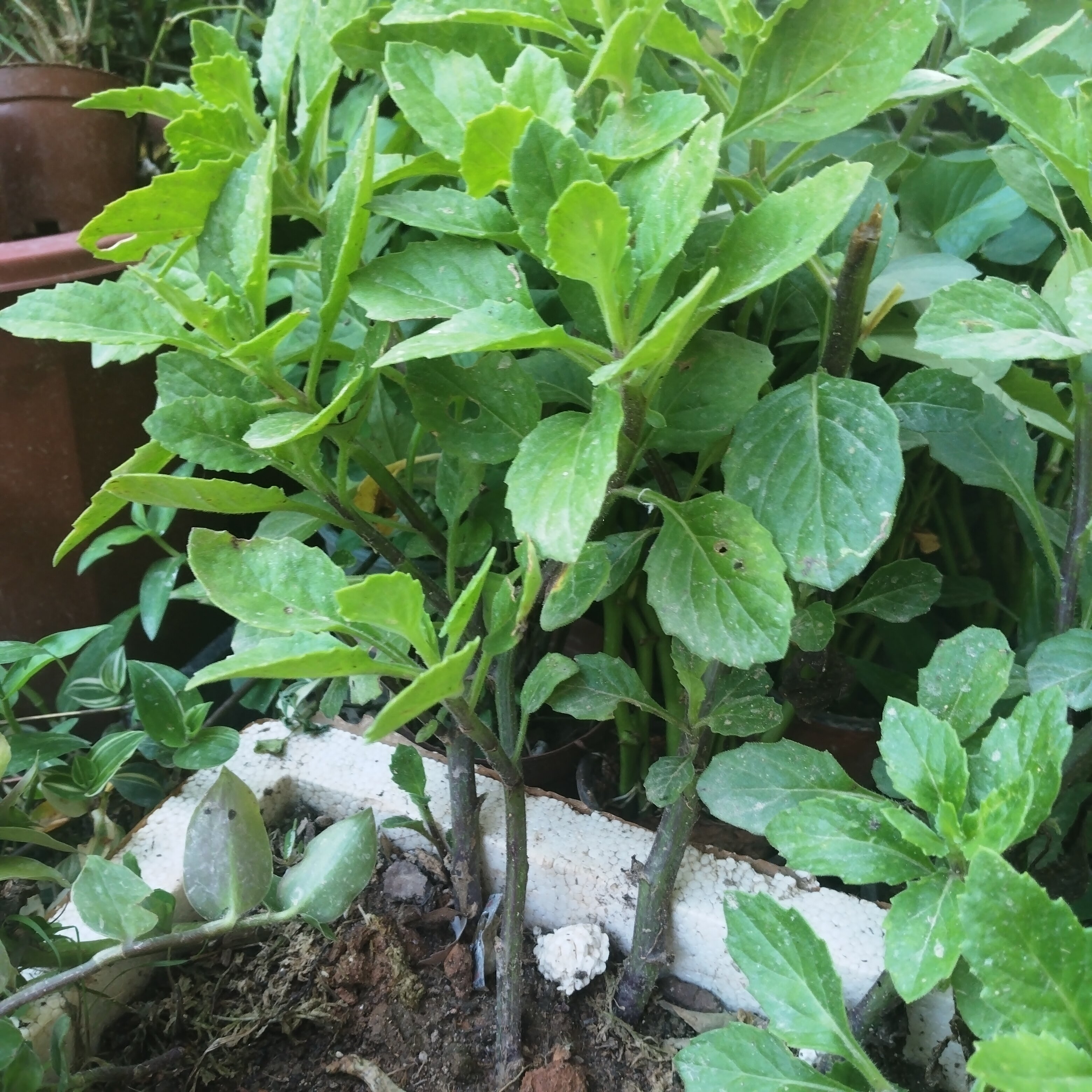 片仔癀草可食用白凤菜大苗阳台庭院盆栽药材养生菜苗好种易活特产