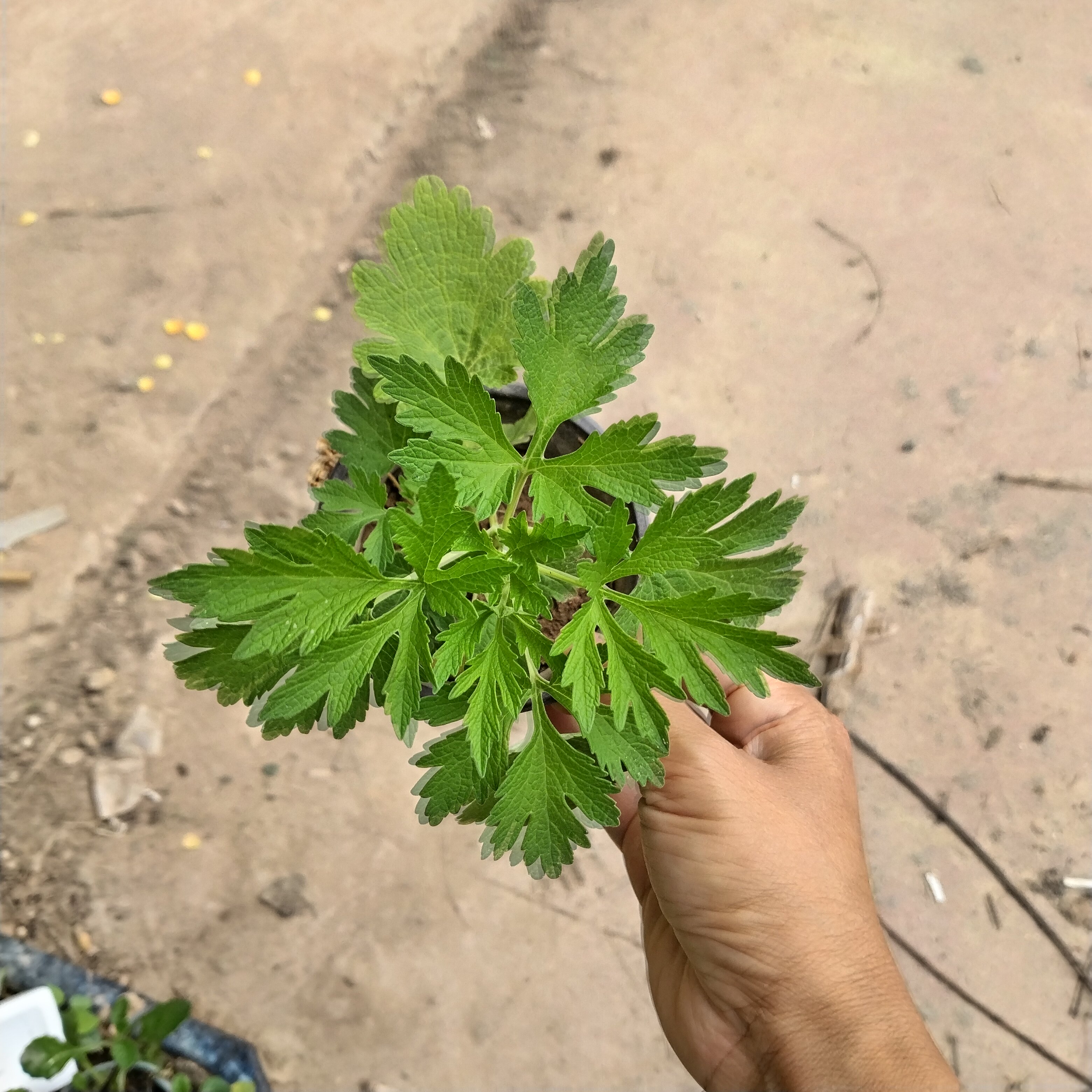 驱蚊草盆栽植物室绿植祛蚊种籽子庭院香叶天竺葵开花防蚊虫益母草