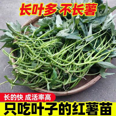 不长地瓜番薯叶红薯苗生菜沙拉火锅食材野菜馆好盆栽菜地庭院种
