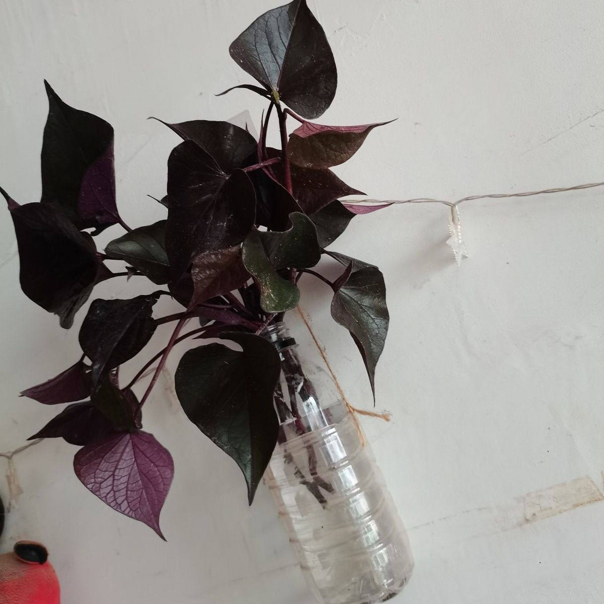 紫色红薯叶紫叶地瓜食叶型黑叶薯农家蔬菜种苗秋海棠可做观赏盆栽