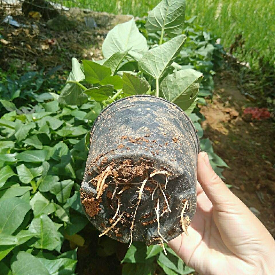 带盆栽好正宗吃叶蕃薯苗地瓜苗红薯种苗蔬菜包邮带盆种好成活率高