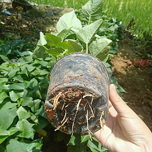 带盆栽好正宗吃叶蕃薯苗地瓜苗红薯种苗蔬菜包邮带盆种好成活率高