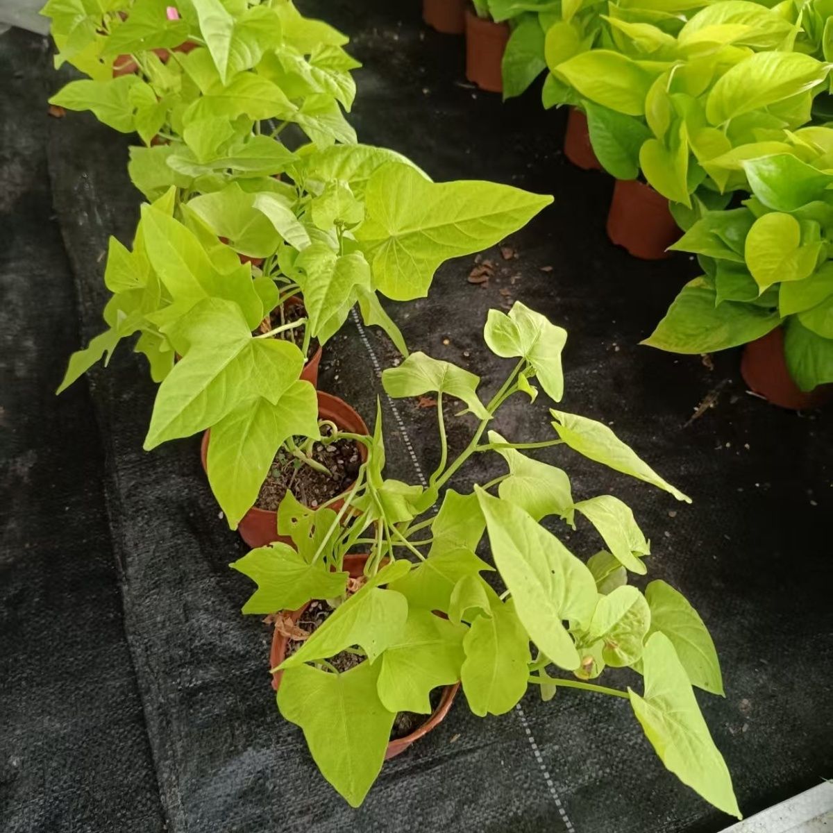 漳州番薯叶盆栽室内客厅办公室桌面绿植盆栽地瓜叶红薯一颗成景