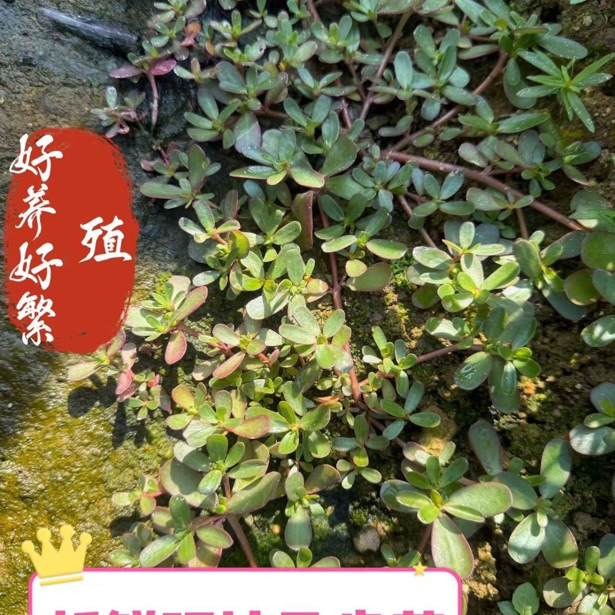 福建地里现挖马齿苋苗采摘马蜂菜长寿菜五行草马齿苋菜农家特色菜