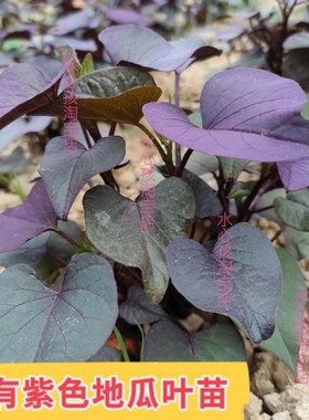 紫叶番薯苗紫色食叶番薯阳台红薯叶用番薯食叶地瓜高花青素楼顶