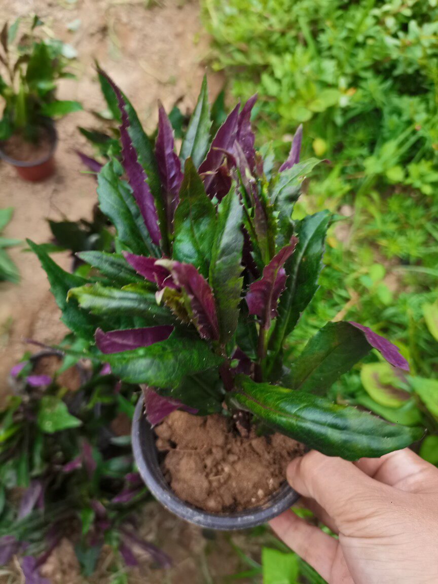 血皮菜紫背菜新鲜现摘观音菜红背菜苗盆栽蔬菜全年供货紫背天葵