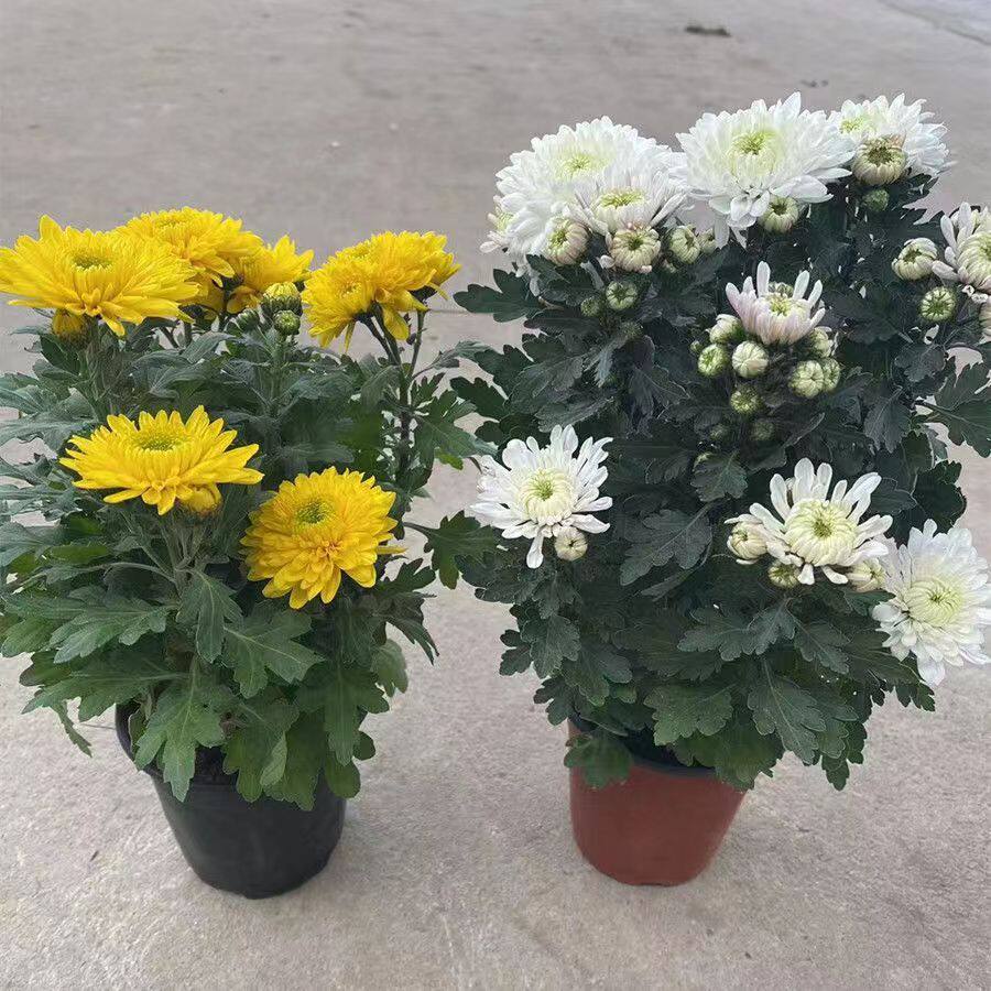 菊花苗盆栽带花苞祭祀菊花大花苗四季室外植物花卉秋菊黄菊花清菊