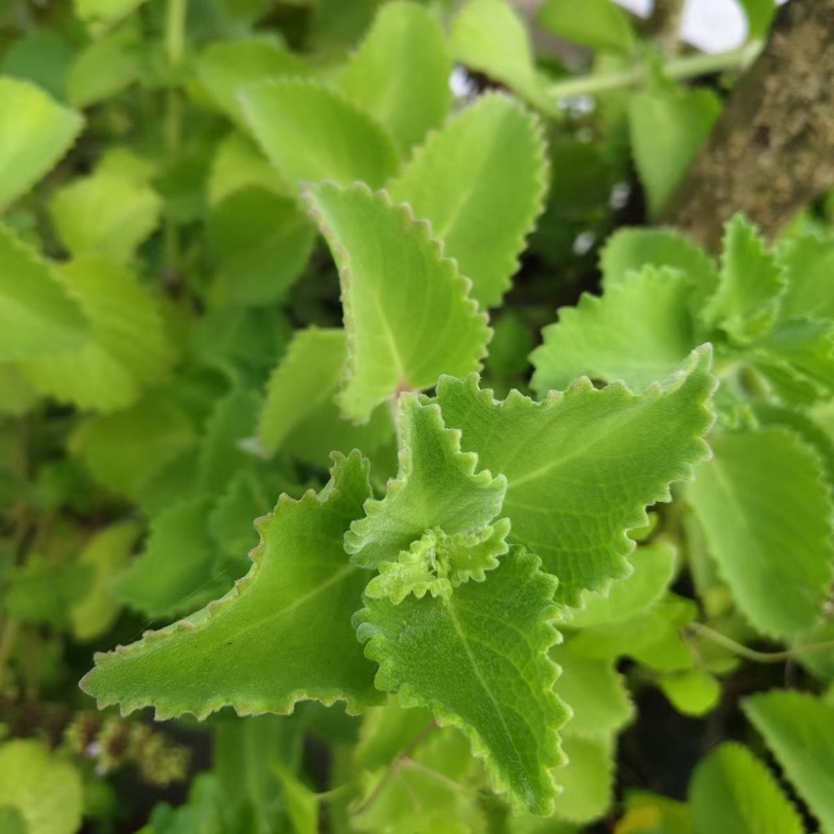 新鲜左手香到手香 清热驱蚊草香草香料碰碰香苗枝叶 中草药材可吃