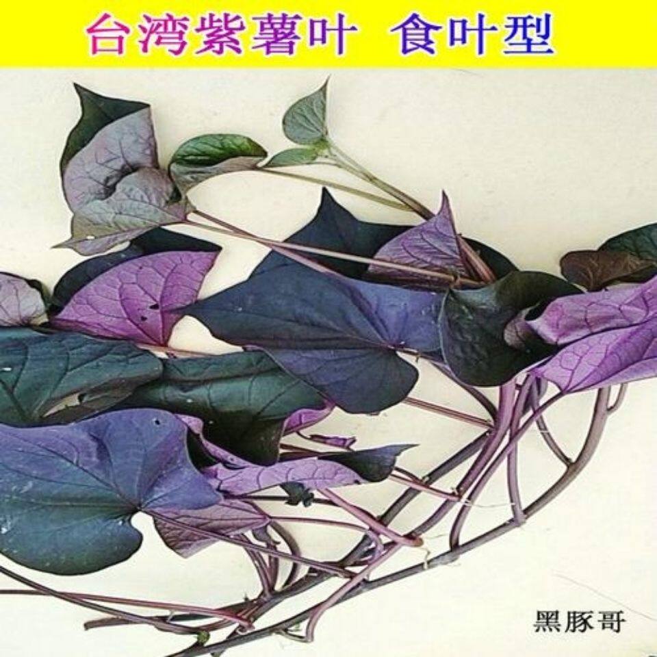 台湾紫薯苗新鲜食叶型地瓜苗盆栽食用紫色番薯叶种苗红薯农家蔬菜