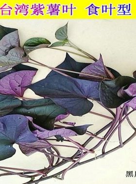 台湾紫薯苗新鲜食叶型地瓜苗盆栽食用紫色番薯叶种苗红薯农家蔬菜