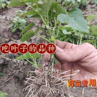 食用红薯苗专吃叶子嫩尖地瓜叶苗蕃薯苗尖叶圆叶新鲜带根发货