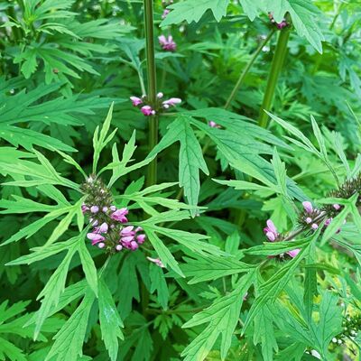 幼儿鲜益母草现采姨妈草女人月经草原生态整棵红花纯天然可食用
