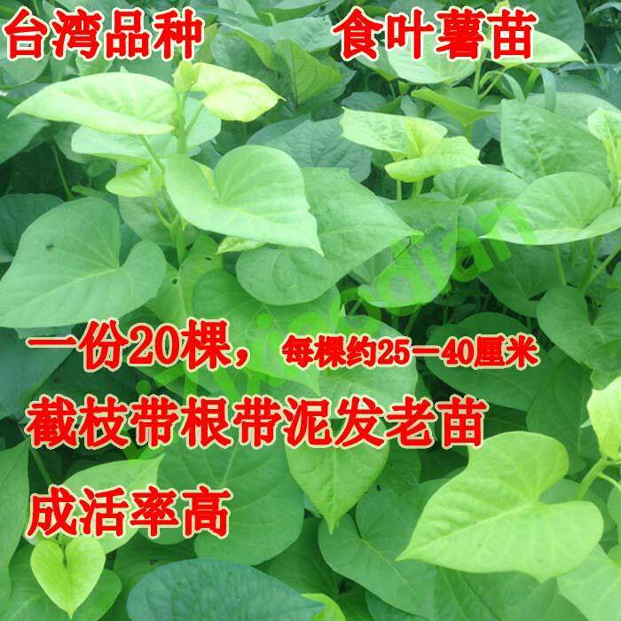 20棵装台湾老品种食叶型薯苗地瓜叶番薯红薯叶吃叶不长薯新鲜蔬菜