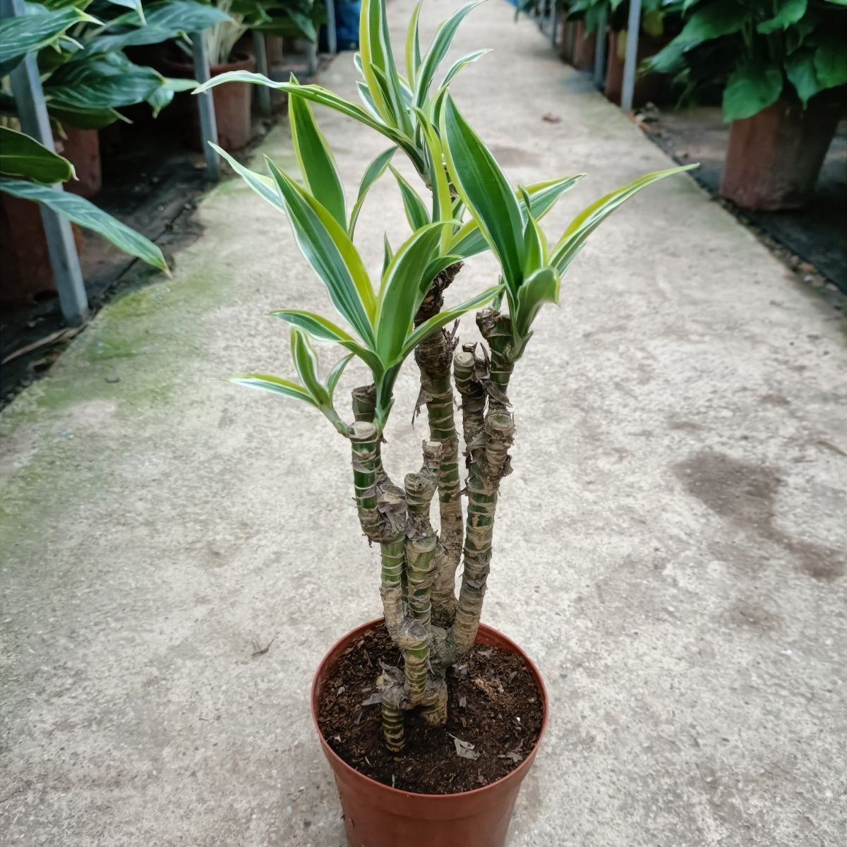 巴西美人杆盆栽室内绿植美人桩观茎观叶植物造型复古园艺盆景好养