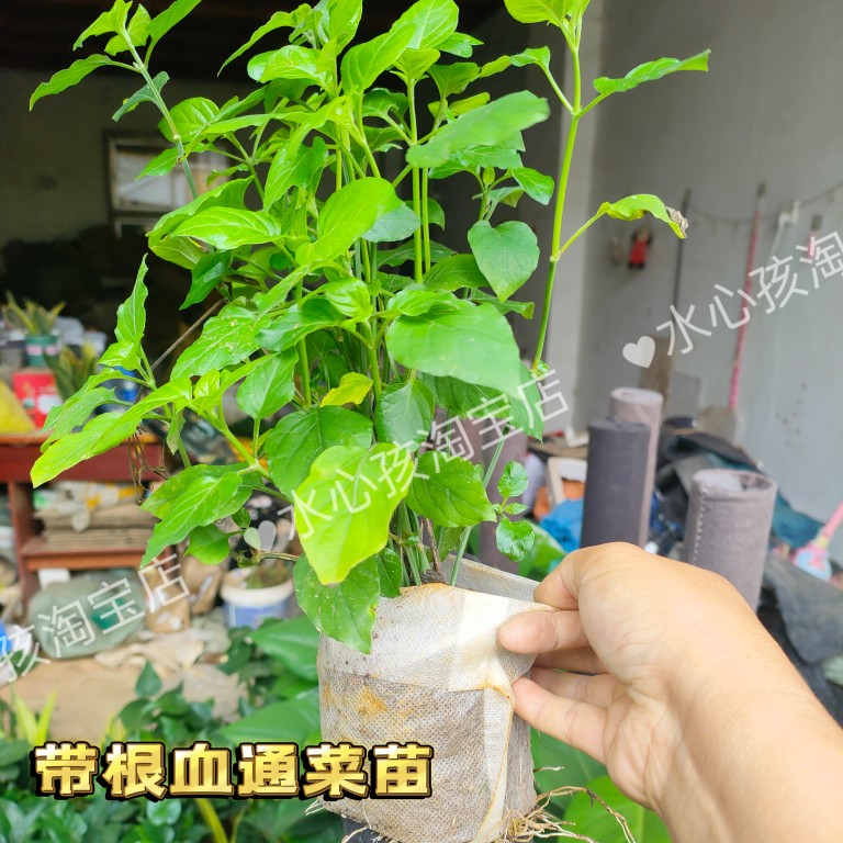 野生新鲜山草药宽叶十万错盗偷草跌打草盆栽枝叶或全草小苗血通菜