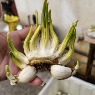 正宗漳州雕刻水仙花矮化种球带花削好室内水培开花带香味植物年货