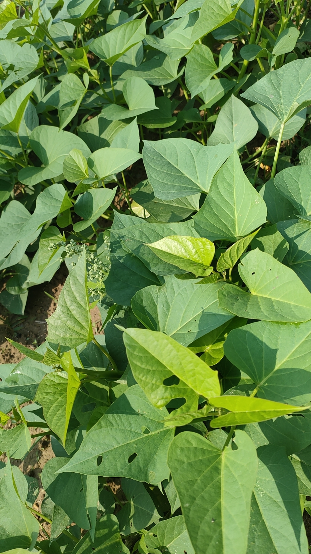 地瓜叶吃叶型红薯叶苗蔬菜可食用四季种植阳台白薯叶地瓜叶农家绿