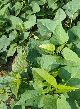 地瓜叶吃叶型红薯叶苗蔬菜可食用四季种植阳台白薯叶地瓜叶农家绿