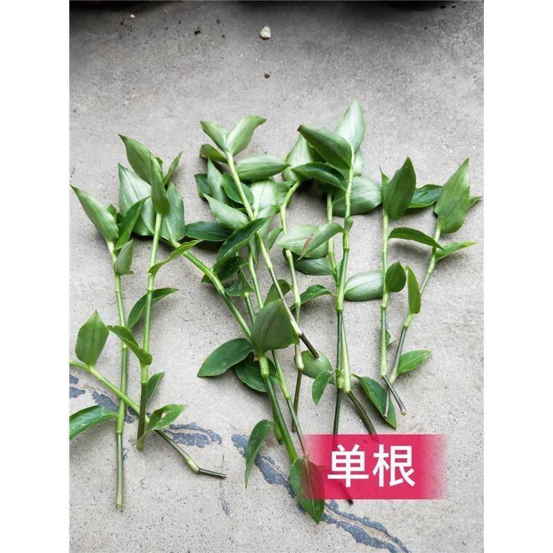 白花紫露草鸭跖草青叶吊竹梅盆栽阳台绿植客厅好养四季常青庭院枝