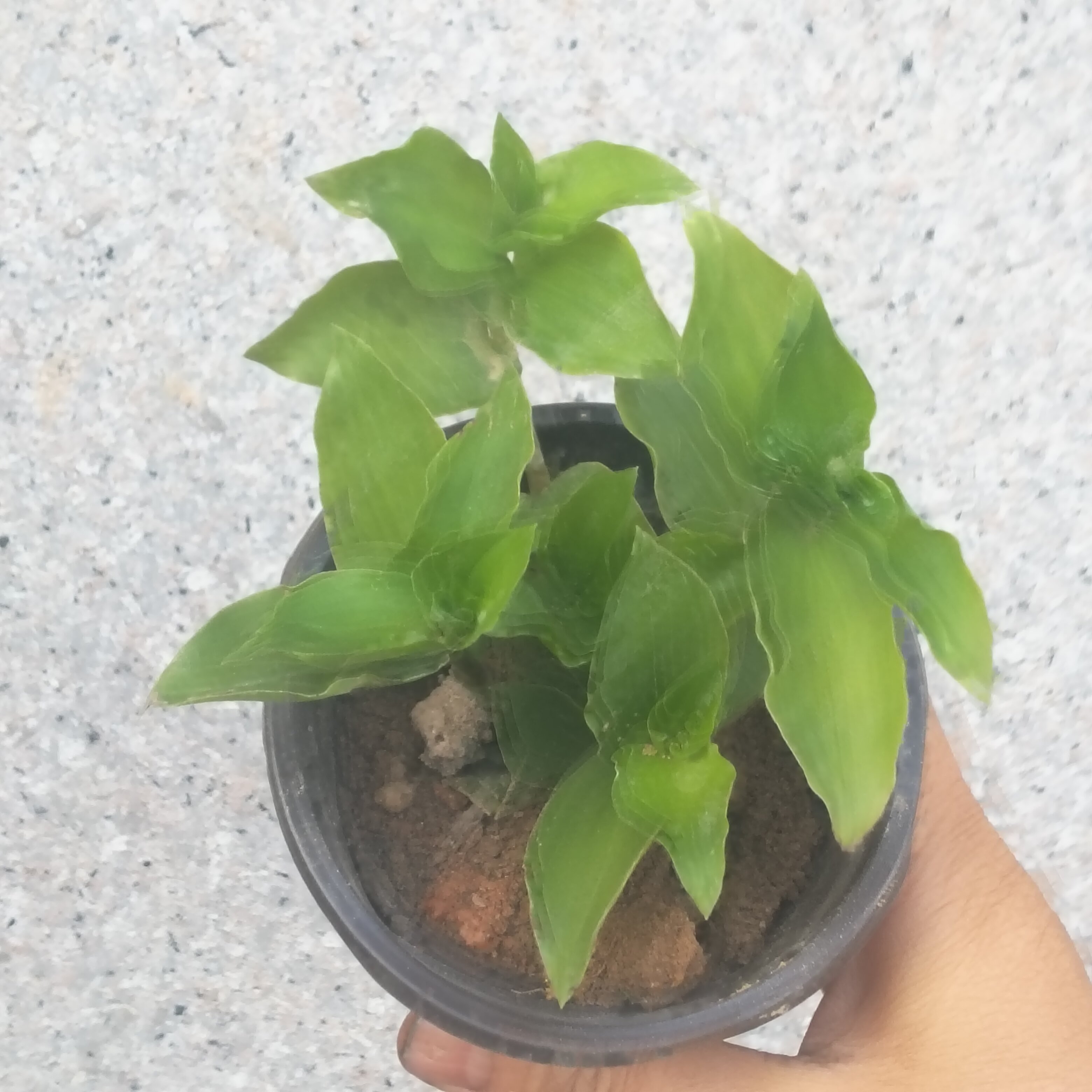 青叶吊竹梅带盆带土发货客厅室内吊兰阳台室内植物白花紫露草水培