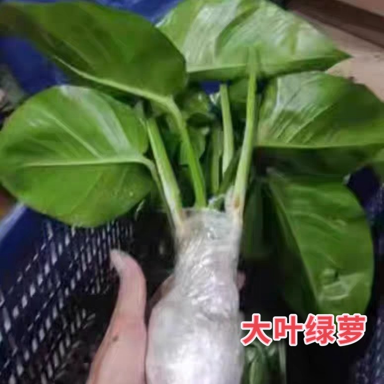 客厅粗藤绿萝柱大叶绿萝苗盆栽苗爬藤苗水养花卉土培绿植四季长青