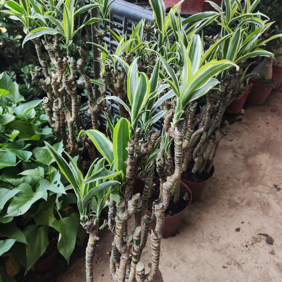 巴西美人杆盆栽室内绿植观茎观叶植物造型盆景好养包邮高档清仓