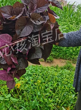 台湾紫薯苗新鲜食叶型地瓜苗藤食用紫色番薯叶种苗红薯农家蔬菜苗